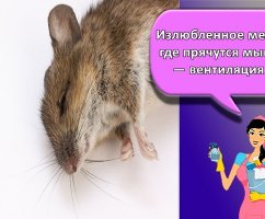 20 лучших средств, как избавиться от запаха сдохшей под полом мыши